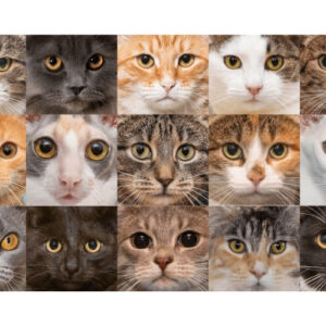 Verrassingspakket Scrap-artikelen Katten