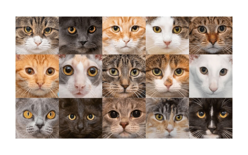 Verrassingspakket Scrap-artikelen Katten