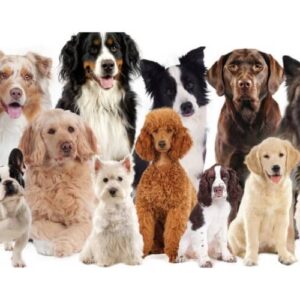 Verrassingspakket Scrap-artikelen Honden