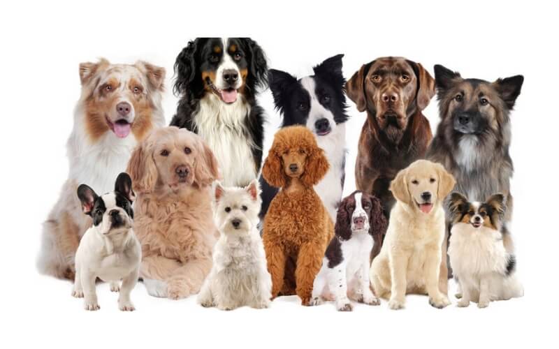 Verrassingspakket Scrap-artikelen Honden