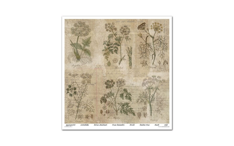 Plakboekpapier 30x30 Herbarium 2 Itd Collection