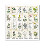 Plakboekpapier-30×30-Herbarium-2-Itd-Collection-Scrapboeken.nl-3-1.jpg