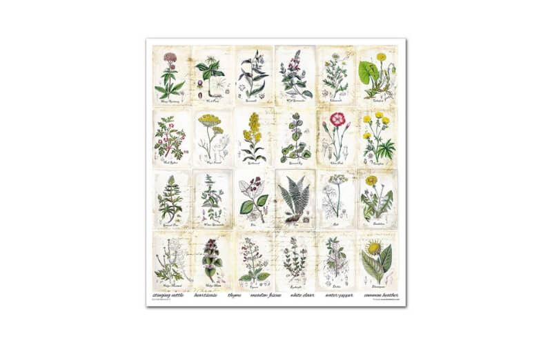 Plakboekpapier 30x30 Herbarium 2 Itd Collection