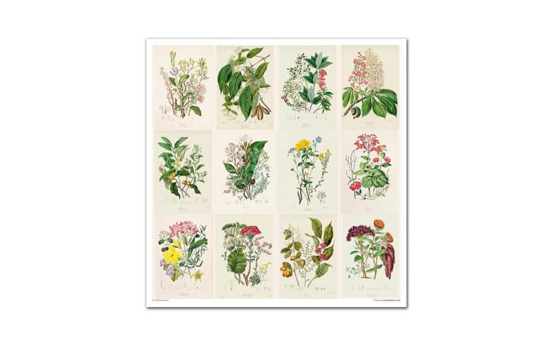 Plakboekpapier 30x30 Herbarium Itd Collection