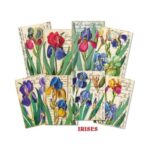 Plakboekpapier-Mini-Irises-Decorer-Scrapboeken.nl-1-1.jpg