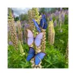 Reverie-Morpho-Vlinders-Moth-and-Myth-Scrapboeken.nl-1-1.jpg