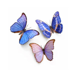 Reverie Morpho Vlinders Moth and Myth