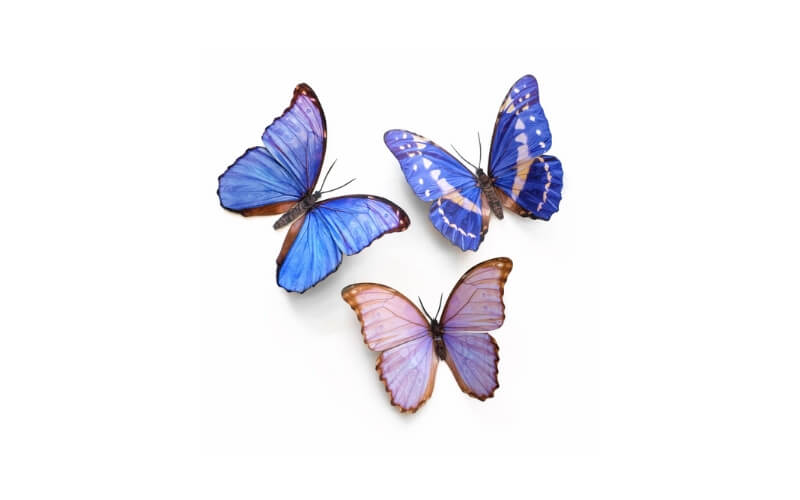 Reverie Morpho Vlinders Moth and Myth