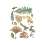 Siliconen-Mal-A5-Herbarium-Silvae-Leaf-Collection-Stamperia-Scrapboeken.nl-2-1.jpg