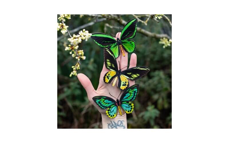 Skyward' Birdwing Vlinderset Moth and Myth
