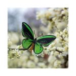 Skyward-Birdwing-Vlinderset-Moth-and-Myth-Scrapboeken.nl-2-1.jpg