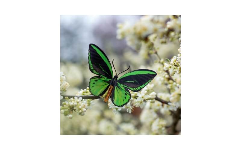 Skyward' Birdwing Vlinderset Moth and Myth
