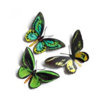 Skyward-Birdwing-Vlinderset-Moth-and-Myth-Scrapboeken.nl-3.jpg