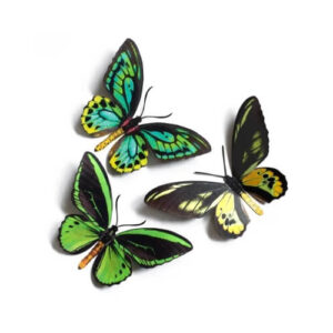 Skyward' Birdwing Vlinderset Moth and Myth