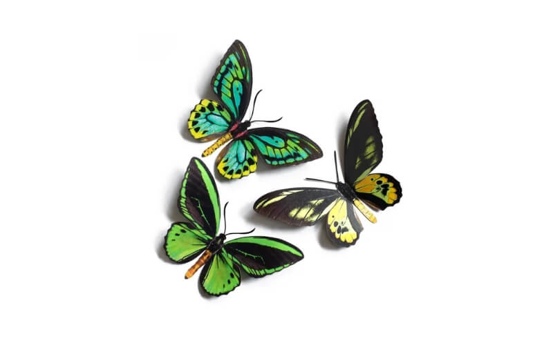 Skyward' Birdwing Vlinderset Moth and Myth