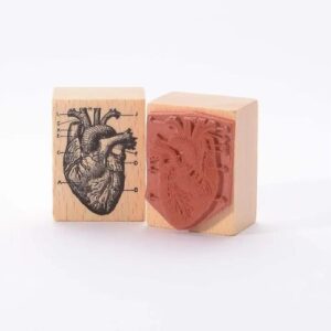 Stempel Hart Anatomie