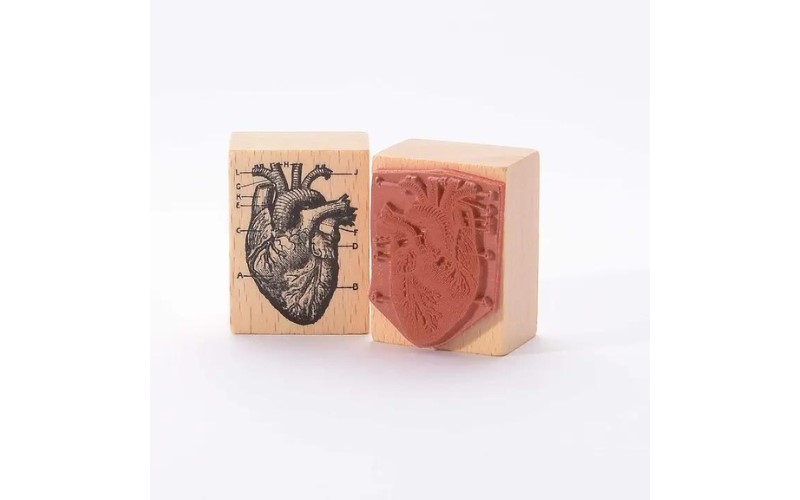 Stempel Hart Anatomie