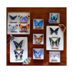 Sunrise-set-van-papieren-vlinders-Moth-and-Myth-Scrapboeken.nl-1-1.jpg