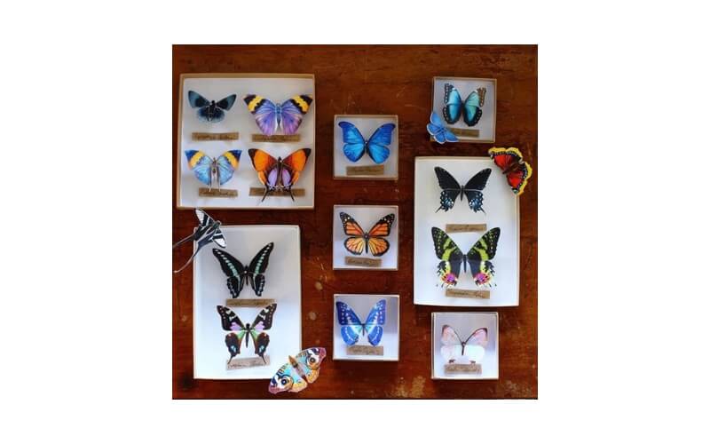'Sunrise' set van papieren vlinders Moth and Myth