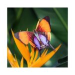 Sunrise-set-van-papieren-vlinders-Moth-and-Myth-Scrapboeken.nl-2-1.jpg