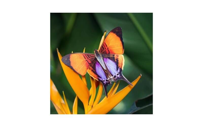 'Sunrise' set van papieren vlinders Moth and Myth
