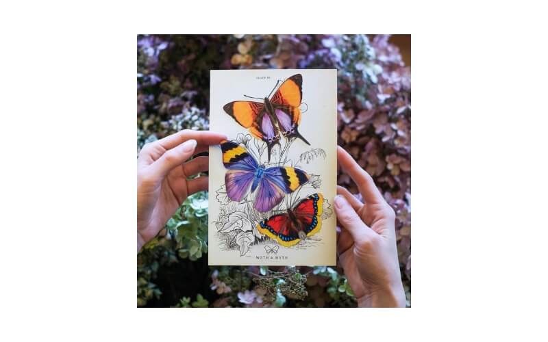 'Sunrise' set van papieren vlinders Moth and Myth