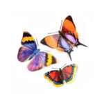 Sunrise-set-van-papieren-vlinders-Moth-and-Myth-Scrapboeken.nl-4.jpg