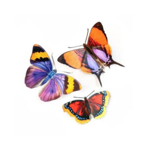 'Sunrise' set van papieren vlinders Moth and Myth