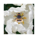 The-Bees-Knees-collectie-Moth-and-Myth-Scrapboeken.nl-2-1.jpg