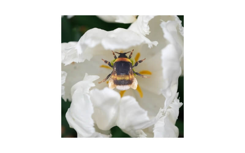 'The Bees Knees' collectie Moth and Myth