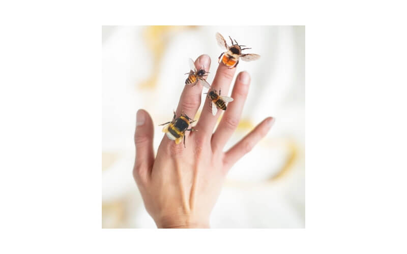 'The Bees Knees' collectie Moth and Myth