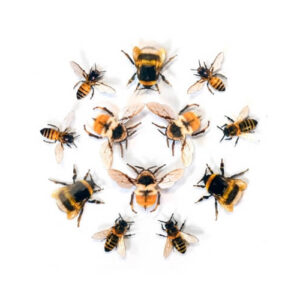 'The Bees Knees' collectie Moth and Myth