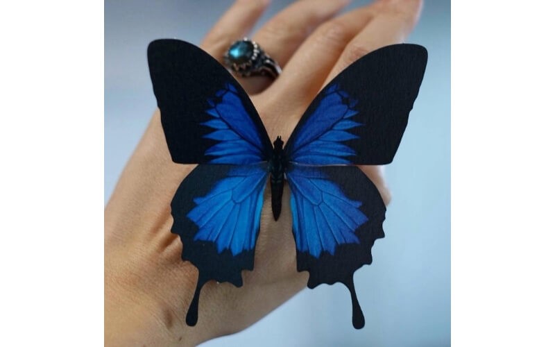 Vlinderset 'Lolite' Moth and Myth