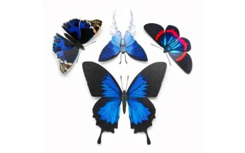 Vlinderset 'Lolite' Moth and Myth