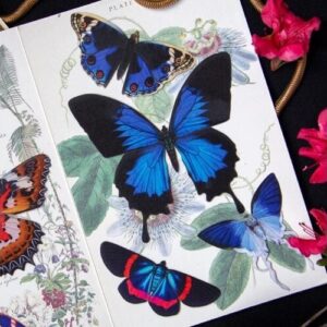 Vlinderset 'Lolite' Moth and Myth