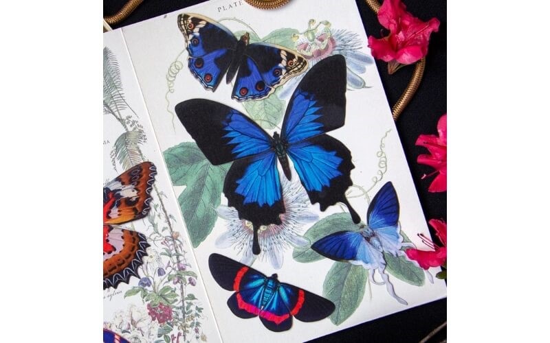 Vlinderset 'Lolite' Moth and Myth