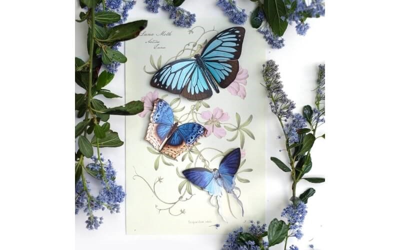 Vlinderset 'Lupine' Moth and Myth