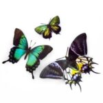 Vlinderset-Malachite-1-Scrapboeken.nl_.jpg
