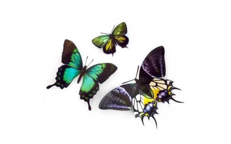 Vlinderset 'Malachite' Moth and Myth.
