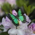 Vlinderset-Malachite-2-Scrapboeken.nl_.jpg