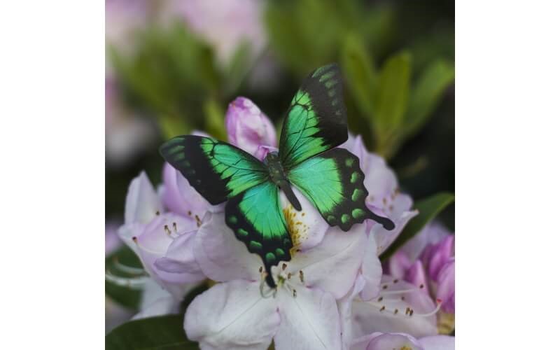 Vlinderset 'Malachite' Moth and Myth.