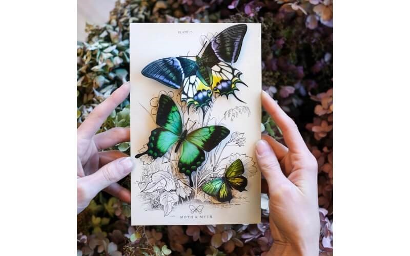 Vlinderset 'Malachite' Moth and Myth.