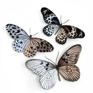 Vlinderset 'Marble' Moth and Myth