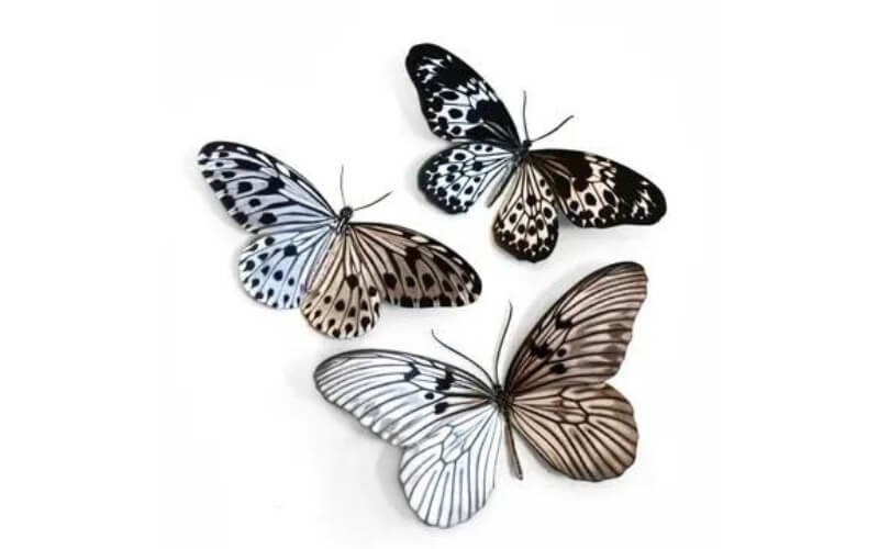 Vlinderset 'Marble' Moth and Myth