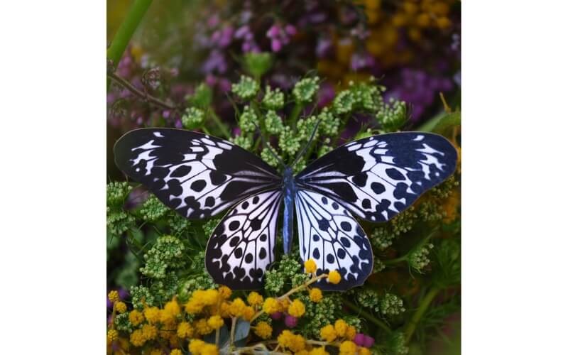 Vlinderset 'Marble' Moth and Myth
