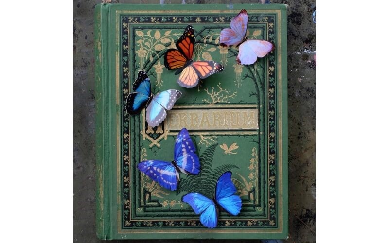 Vlinderset Morphos-Monarch Moth and Myth