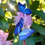 Vlinderset-Morphos-en-Monarch-2-Scrapboeken.nl_.jpg