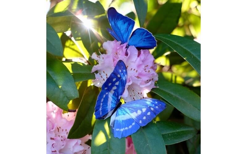 Vlinderset Morphos-Monarch Moth and Myth
