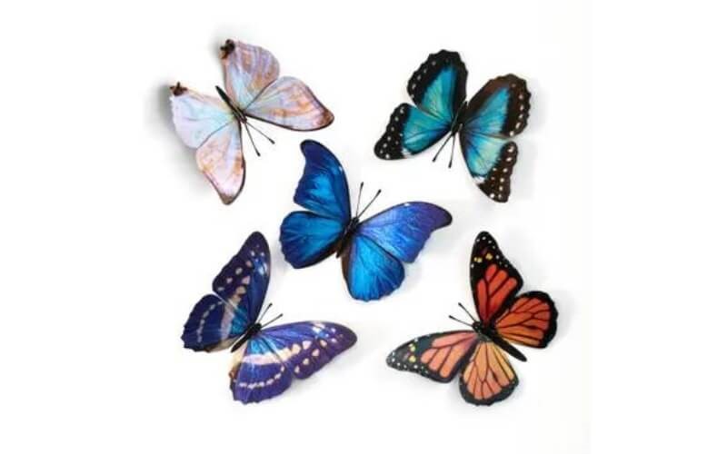 Vlinderset Morphos-Monarch Moth and Myth