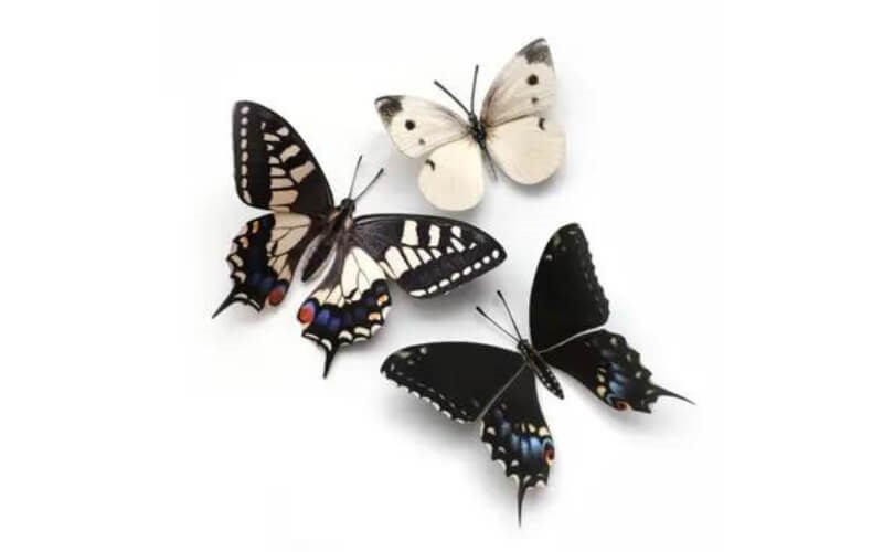 Vlinderset 'Southwest' Moth and Myth